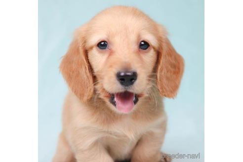 成約済の東京都のミニチュアダックスフンド(ロングヘアード)-194446の2枚目